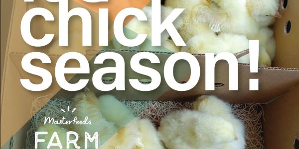 It Is Chick Season!!!
